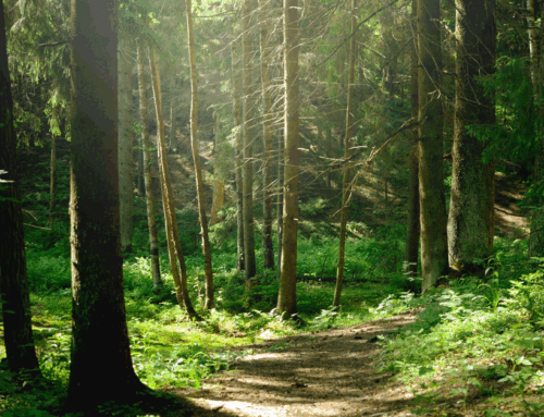 Ammessi – Corso di formazione alla certificazione di Gestione Forestale Sostenibile – PEFC, giugno – luglio 2025